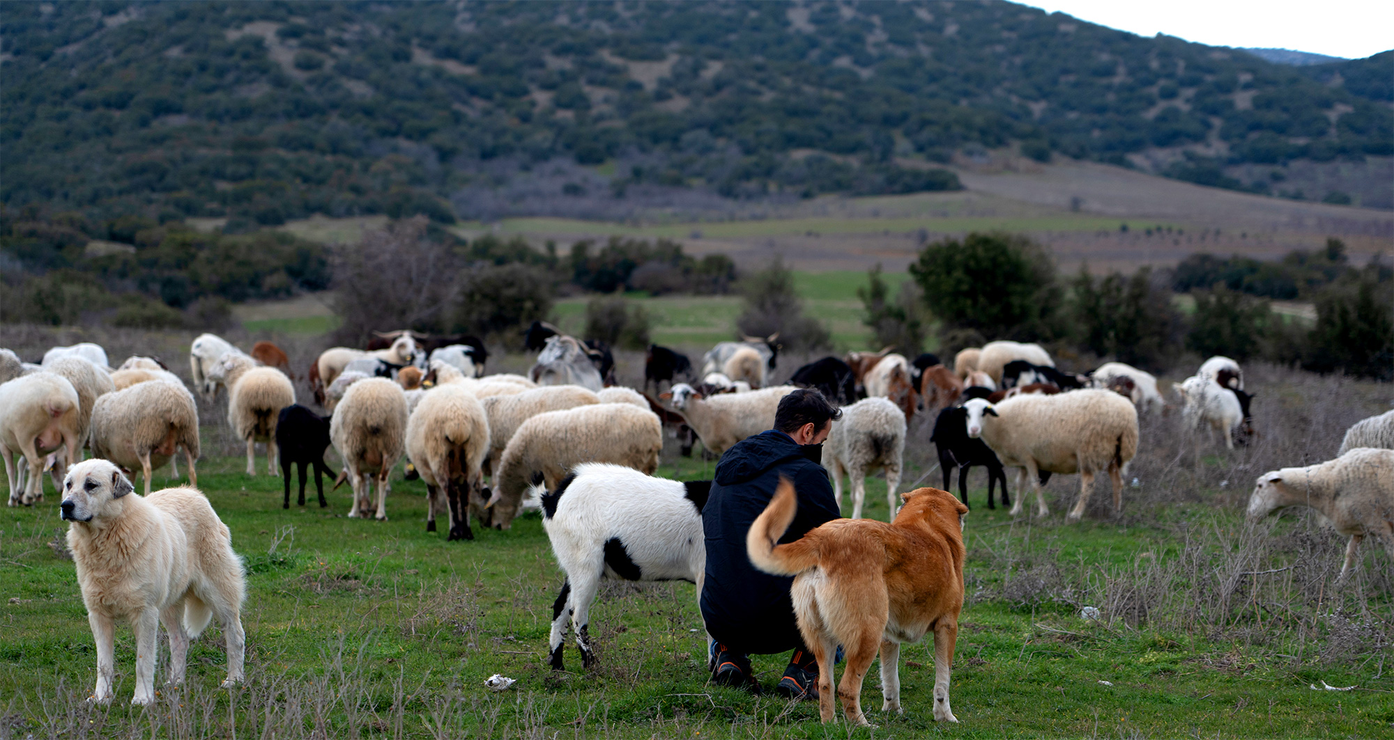 Βοσκός με πρόβατα σε βοσκοτόπι