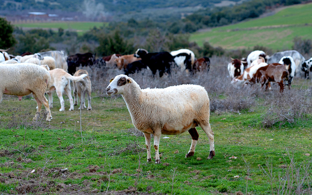 Αιγοπρόβατα σε βοσκότοπο